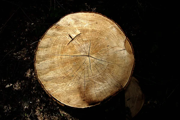 Taglio trasversale di albero — Foto Stock