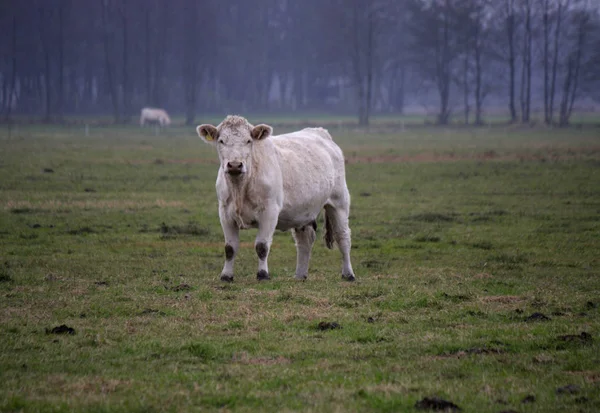 Vache blanche sur prairie verte — Photo