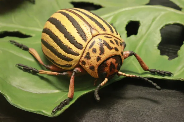 Scarabeo del Colorado — Foto Stock