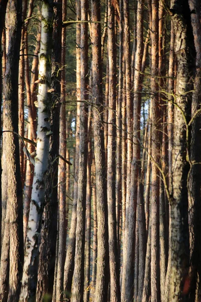 Stromy v borovém lese — Stock fotografie