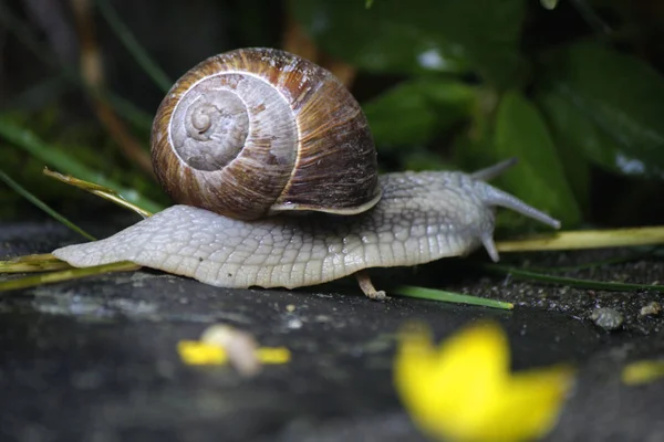 Slak met shell in aquarium — Stockfoto