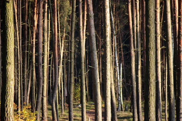 Stromy v borovém lese — Stock fotografie