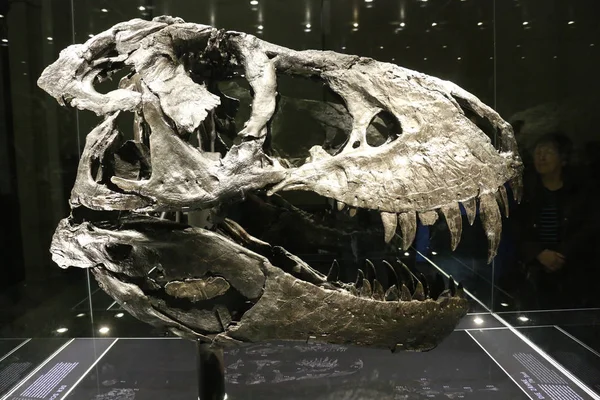 Głowy tyranozaura — Zdjęcie stockowe