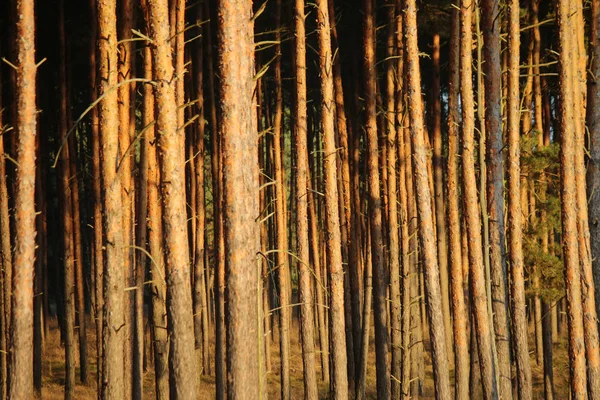 Stromy v borovém lese — Stock fotografie