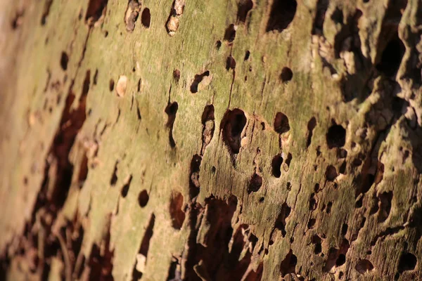 Verme mangiato legno danneggiato — Foto Stock