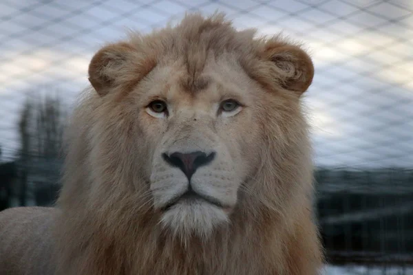德国动物园里的狮子 — 图库照片