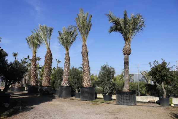 Satışa sunulan palmiye ağaçları