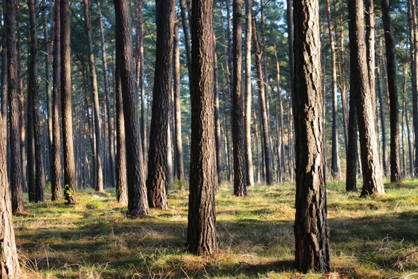 Árvores que crescem na floresta — Fotografia de Stock