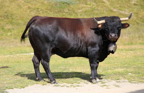 Bull na zelené horské louky — Stock fotografie