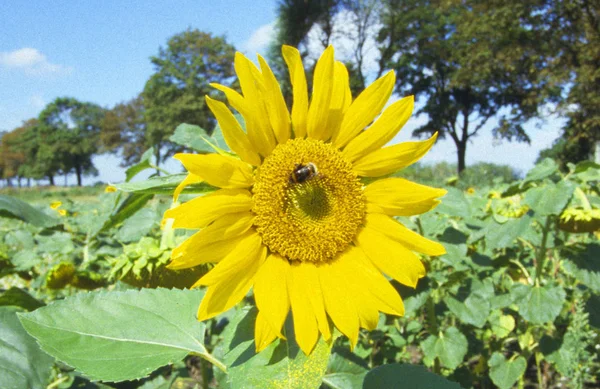 Пчела сидит на желтом подсолнухе — стоковое фото