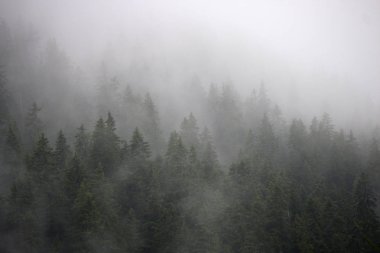  Sis, bulutlar, orman, Alpler, 