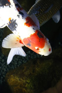 koi sazan balığı.