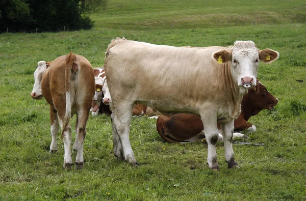 Yeşil çimenlerin üzerinde inekler 