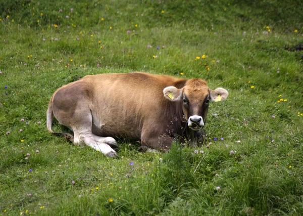 Vache dans la campagne Brannenburg — Photo