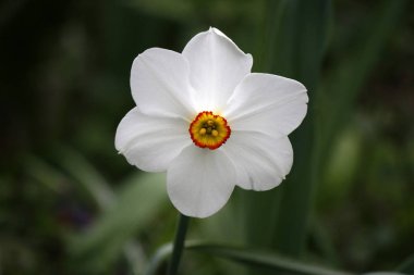 nergis büyüyen çiçek