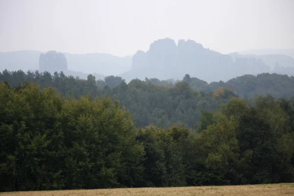 Dřevo Saského Švýcarska. — Stock fotografie