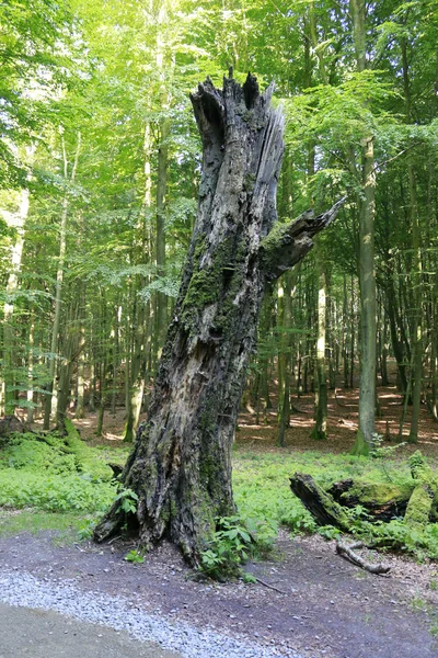 Velký kufr starý strom — Stock fotografie