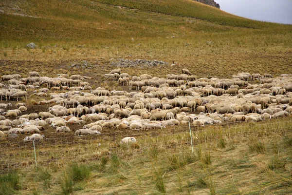 Yeşil çayır üzerinde koyun sürüsü