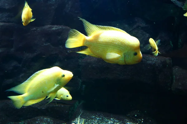 Gold fish in aquarium — Stock Photo, Image