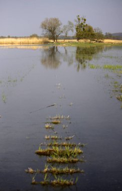Aşağı Oder Vadisi Uluslararası Parkı 