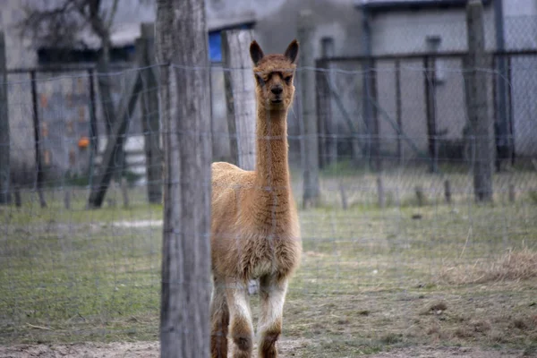 Cute Alpaka, Lama — Stock Photo, Image