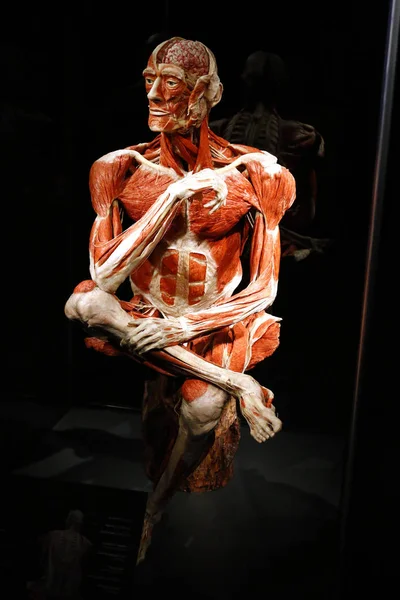 "Az emberi Múzeum berlini kiállítása — Stock Fotó