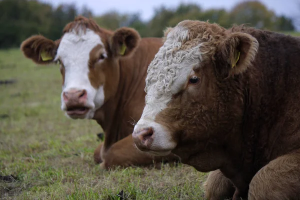 Vaches dans la campagne Brannenburg — Photo