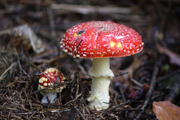 Cogumelos Amanita venenosos — Fotografia de Stock