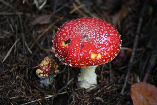 Poisonous Amanita mushrooms — Stock Photo, Image