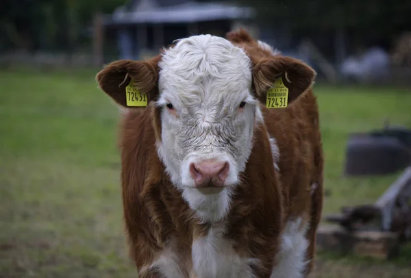 Vache dans la campagne Brannenburg — Photo