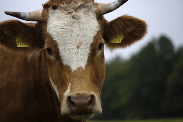 Vache dans la campagne Brannenburg — Photo