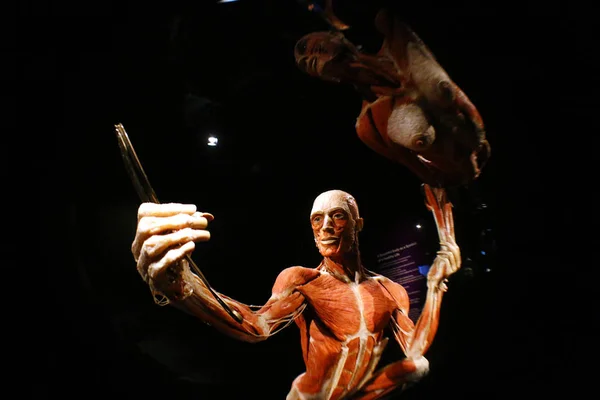 "Музей людини "експозиція в Берліні — стокове фото