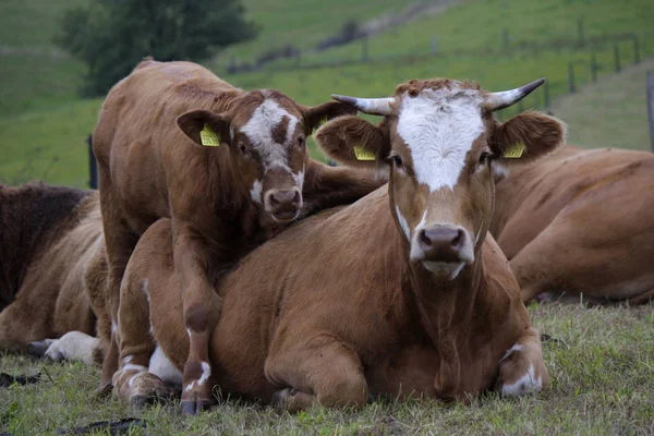 Kor i den lantliga Brannenburg — Stockfoto