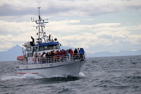 Враження Кит Дивляться Човен Північного Моря Andenes Vesteralen Норвегія — стокове фото