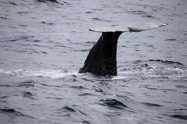 Whale tail in sea