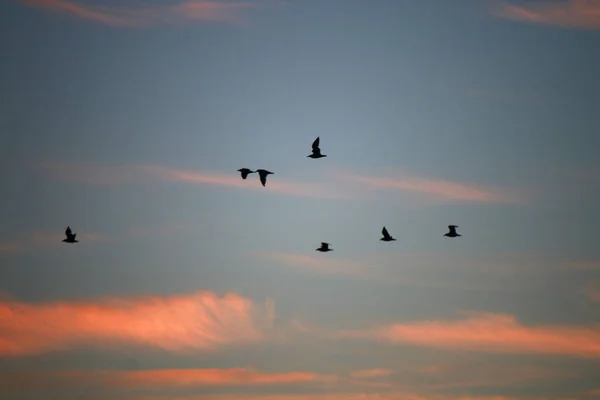 birds in sunset sky