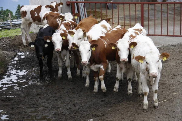 Vaches dans la campagne Brannenburg — Photo