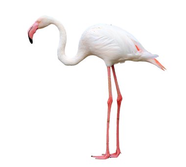 Flamingo üzerinde beyaz