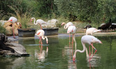 Pembe flamingo Parkı