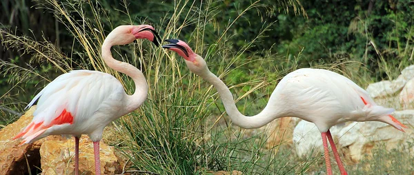 Due fenicotteri arrabbiati — Foto Stock