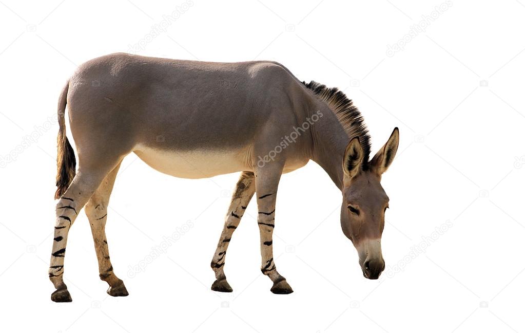 Somali wild donkey