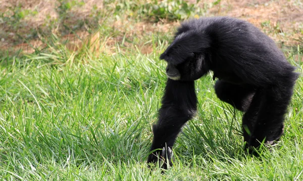 Siamang Gibbons на траве — стоковое фото