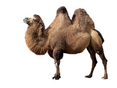 Bactrian camel on white clipart