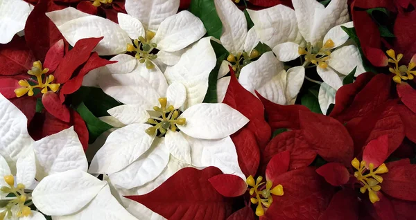 Фон из красных и белых цветов пуансеттии — стоковое фото