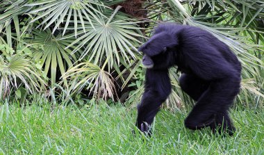 Siamang Gibbon çimenlerin üzerinde