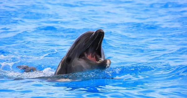 Δελφίνι πορτρέτο με ανοιχτό το στόμα — Φωτογραφία Αρχείου