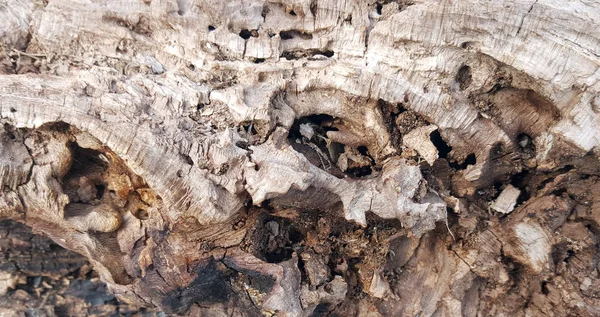 Textura abstracta fondo de un tronco de un olivo viejo con grietas y agujeros — Foto de Stock