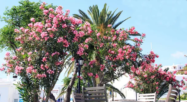 Krásné oleandry květina v zahradě na ostrově Mykonos, Řecko — Stock fotografie