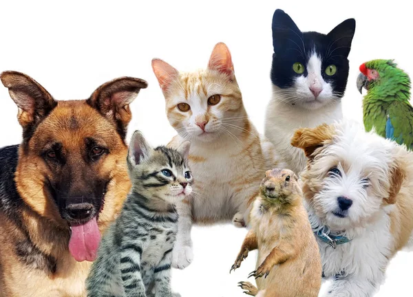Pets animals group collage for pet shop or veterinary — Stock Photo, Image