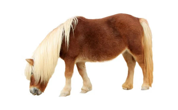 Palomino shetland pony — Stockfoto